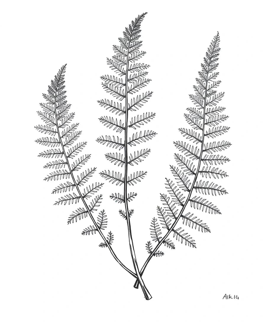 Ink botanical